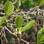 Alnus glutinosa / Schwarzerle