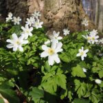 Buschwindröschen / Anemone nemorosa