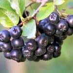 Aronia melanocarpa / Schwarze Apfelbeere