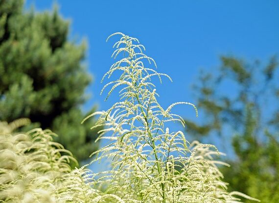 Aruncus dioicus / Geissbart