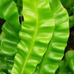 Hirschzungenfarn / Asplenium scolopendrium