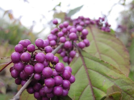 Callicarpa bodinieri giraldii / Schönfrucht