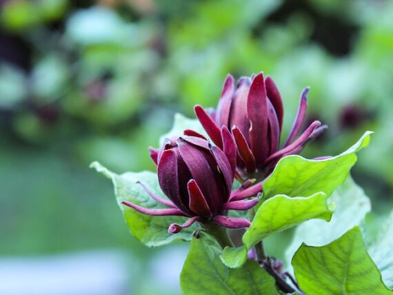 Calycanthus floridus / Gewürzstrauch