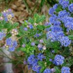 Ceanothus x delilianus 'Gloire de Versailles' / Säckelblume