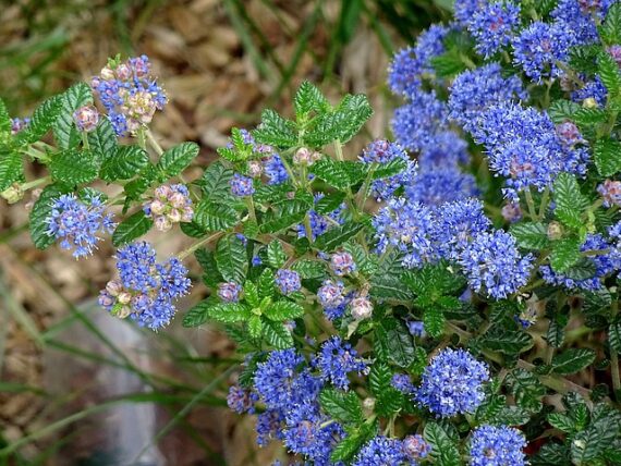 Ceanothus x delilianus 'Gloire de Versailles' / Säckelblume