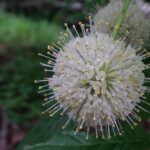 Cephalanthus occidentalis / Knopfbusch