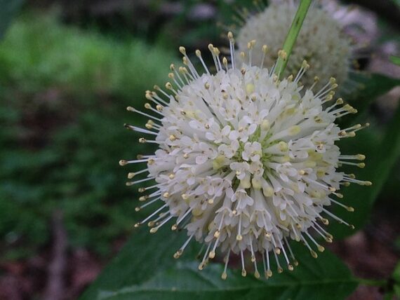 Cephalanthus occidentalis / Knopfbusch