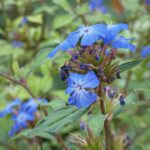 Ceratostigma willmottianum / Bleiwurz / Hornnarbe