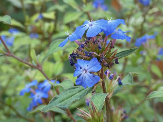 Ceratostigma willmottianum / Bleiwurz / Hornnarbe