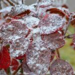 Cercis canadensis 'Forest Pansy' / Kanadischer Judasbaum