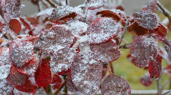 Cercis canadensis 'Forest Pansy' / Kanadischer Judasbaum