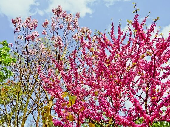 Chinesischer Judasbaum / Cercis chinensis Avondale