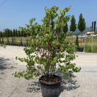 Cercis siliquastrum / Judasbaum mehrstämmig