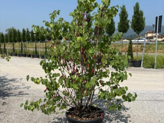 Cercis siliquastrum / Judasbaum mehrstämmig
