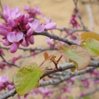 Judasbaum, Cercis siliquastrum