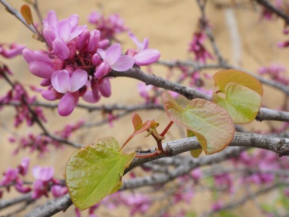 Judasbaum, Cercis siliquastrum