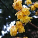 Chimonanthus praecox / Winterblüte