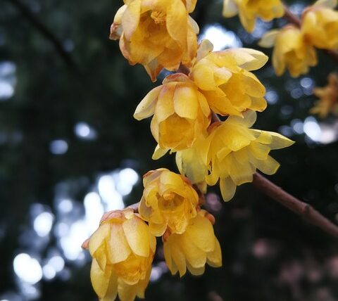 Chimonanthus praecox / Winterblüte