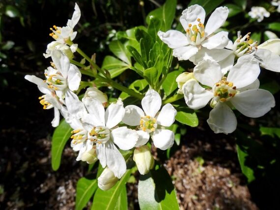 Choisya ternata / Orangenblume