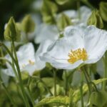 Zistrose / Cistus laurifolius