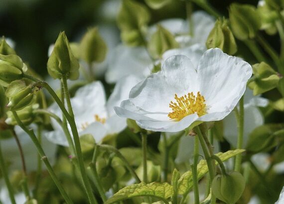 Zistrose / Cistus laurifolius