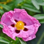 Cistus purpureus / Zistrose