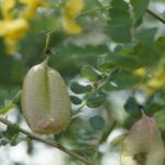 Blasenstrauch / Colutea arborescens