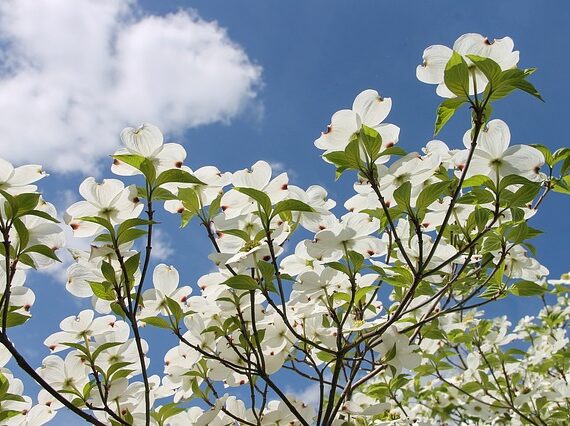 Cornus Florida, Blumenhartriegel