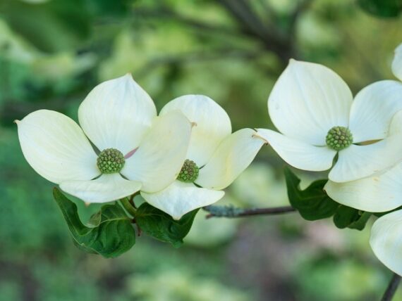 Cornus kousa 'Milky Way' / Blumenhartriegel