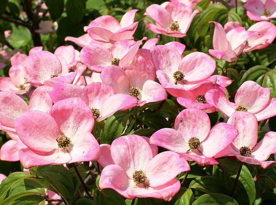 Cornus kousa 'Satomi' / Blumenhartriegel