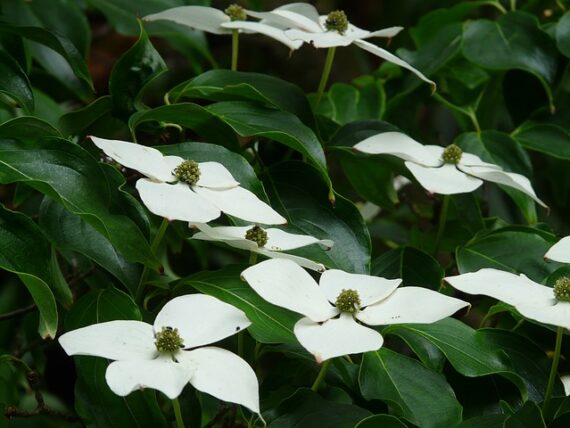 Cornus kousa 'Venus' / Blumenhartriegel
