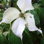 Chinesischer Blumenhartriegel / Cornus kousa Chinensis