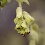 Scheinhasel / Corylopsis pauciflora