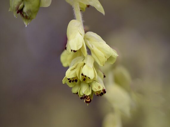 Scheinhasel / Corylopsis pauciflora