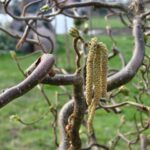 Corylus avellana Contorta / Korkenzieherhasel