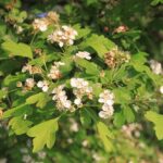 Crataegus laevigata / Weissdorn