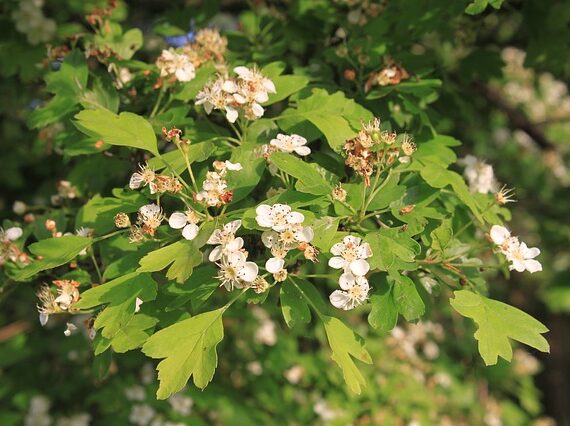 Crataegus laevigata / Weissdorn