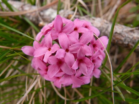 Seidelbast / Daphne cneorum