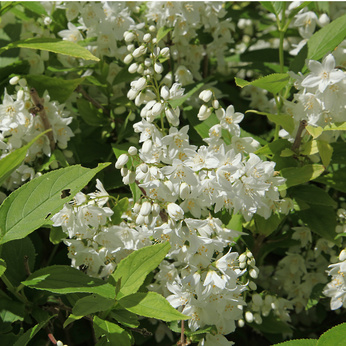 Deutzia gracilis / Maiblumenstrauch