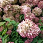 Rispenhortensie / Hydrangea 'Endless Sumer'