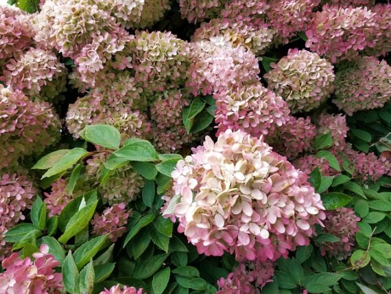 Rispenhortensie / Hydrangea 'Endless Sumer'