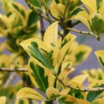 Euonymus fortunei Emerald Gold / Spindelstrauch Emerald Gold