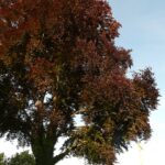 Fagus sylvatica 'Atropunicea' / Veredelte Blutbuche