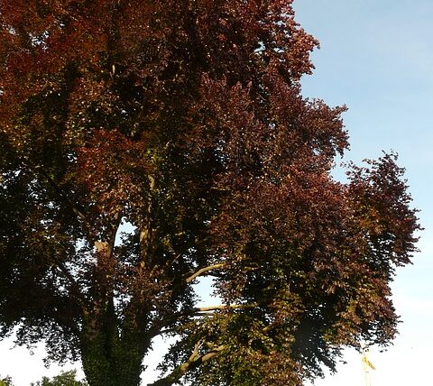 Fagus sylvatica 'Atropunicea' / Veredelte Blutbuche