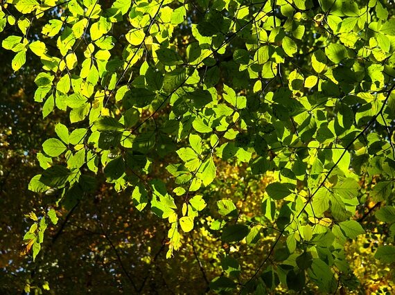 Fagus sylvatica / Rotbuche