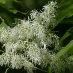 Esche / Fraxinus ornus / Blumenesche