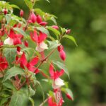 Fuchsia 'Madame Cornelissen' / Fuchsie Madame Cornelissen