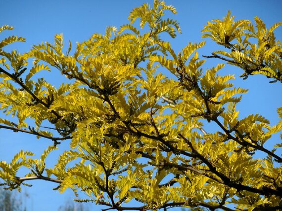 Gleditsia triacanthos 'Sunburst' Lederhülsenbaum 'Sunburst'