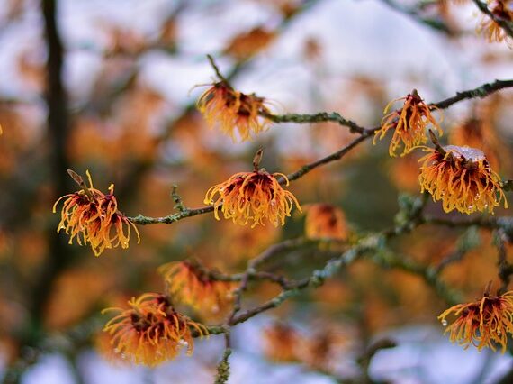 Zaubernuss, Hamamelis intermedia 'Jelena'