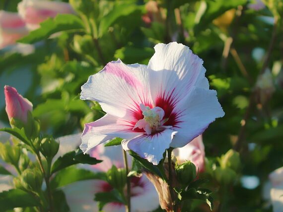 Hibiscus syriacus 'Hamabo' / Garteneibisch Hamabo